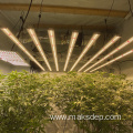 Indoor Greenhouse Led Grow Lights 1000W